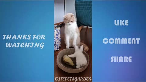 Funny Animal Fails 2022 | Funny Cat Videos Compilation | CutePetsGarden #15