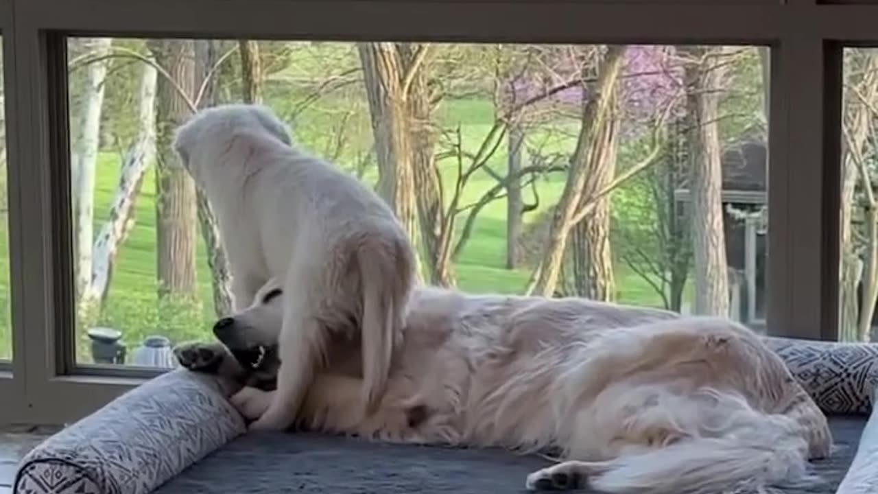 "You Got To Watch THIS!!!! Big Brother Dog Got Lot Of Patience Level For His Puppy Brother"