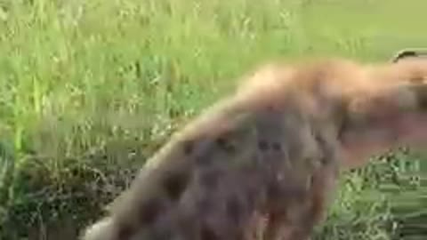 How Hyenas lives after being bitten by lions