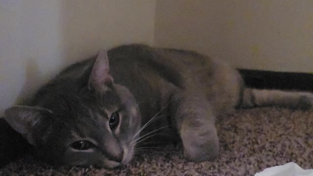 Friendly cat plays with tissue