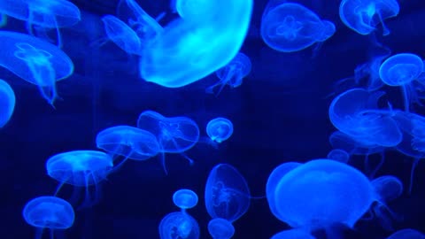 Blue jellyfish1