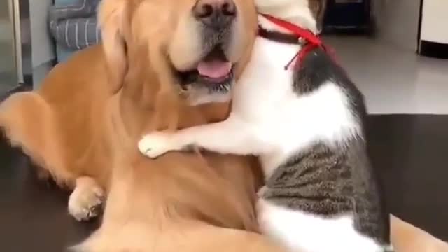 dog and cat cute relationship video