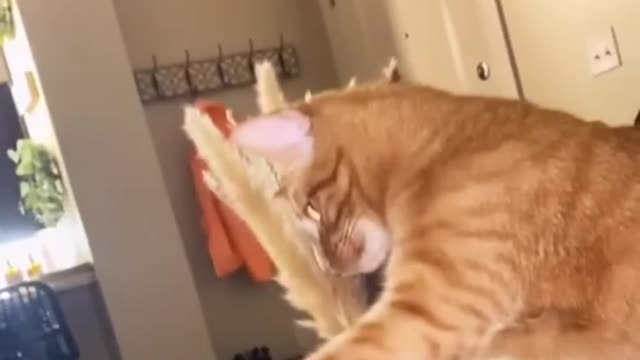 Funny Cat