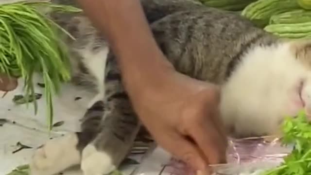 The stray cat in the vegetable market