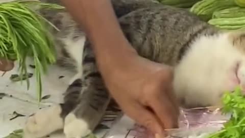 The stray cat in the vegetable market