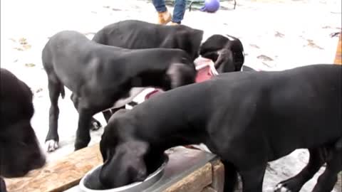 Chuppies' dinnertime on Puppy Hill