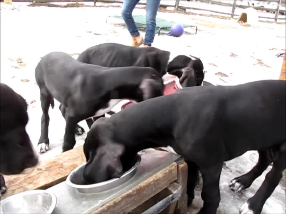 Chuppies' dinnertime on Puppy Hill