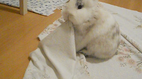 Cute bunny playing with the sheets