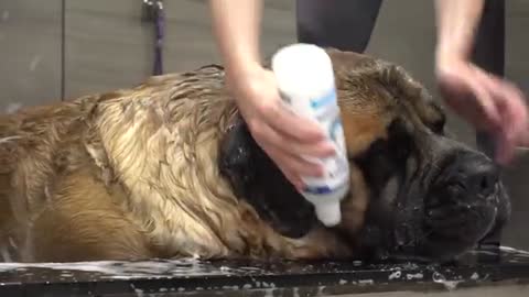 HUGE 200lbs Mastiff turns into a beached whale