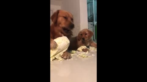 two cute puppy eat cabbage