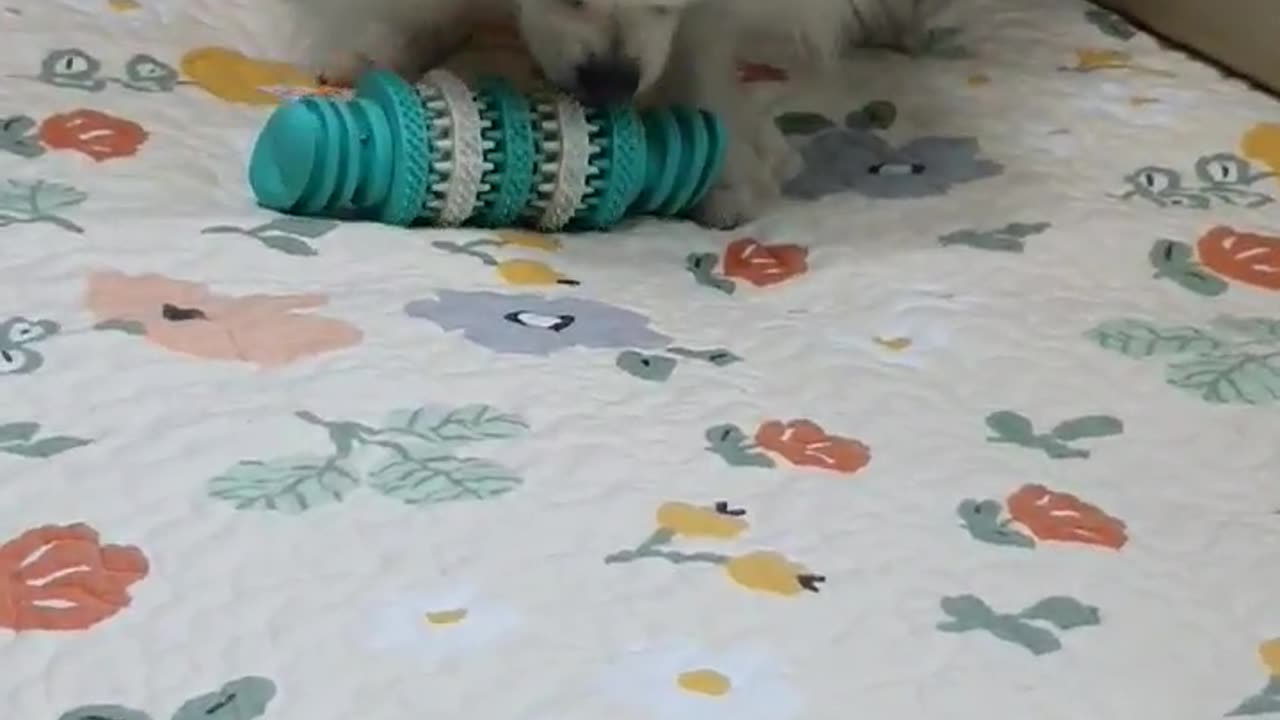 Ah, it's hard to find snacks!!!
