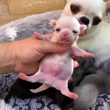 Cute chihuahua and mom babies🦮
