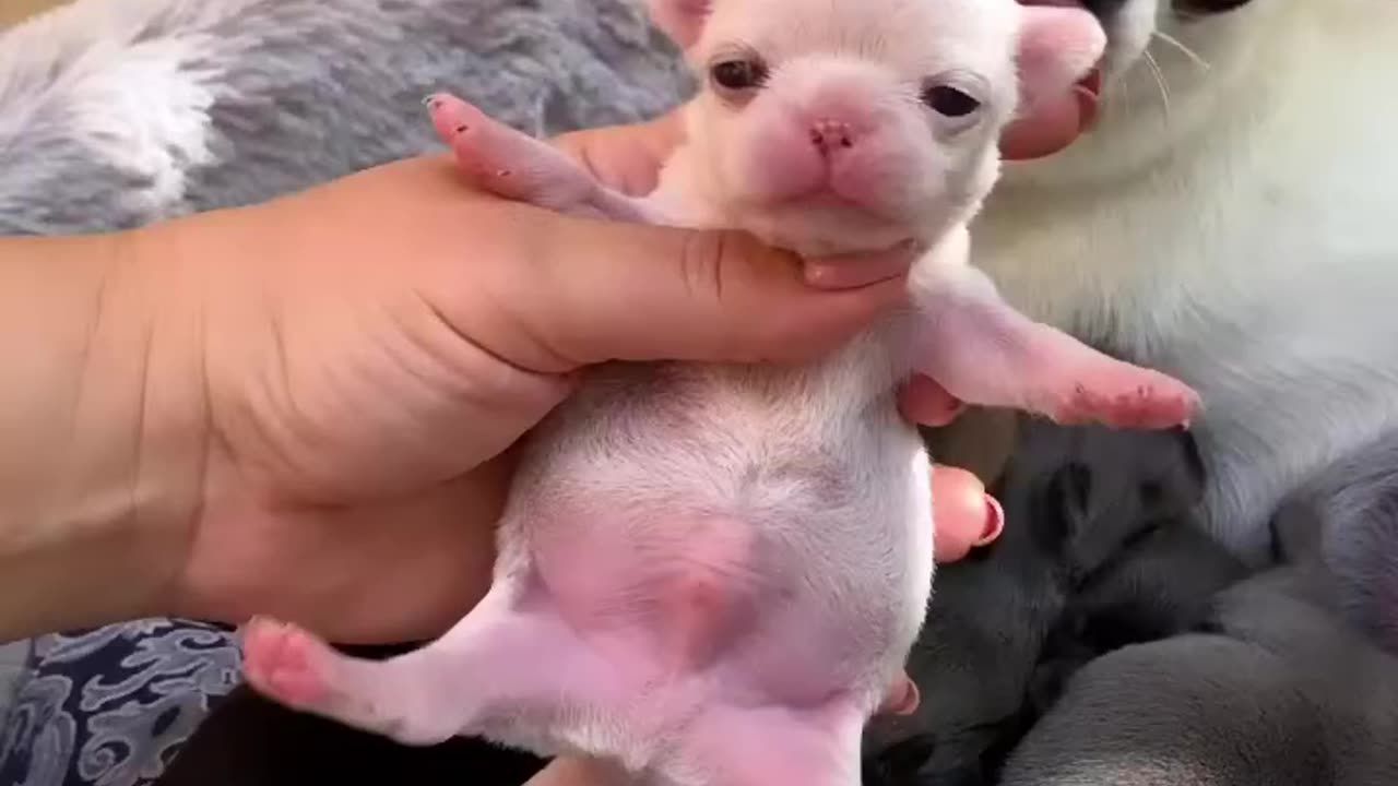 Cute chihuahua and mom babies🦮