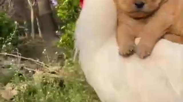 Funny Animal Videos - Awesome Funny Pet Animals