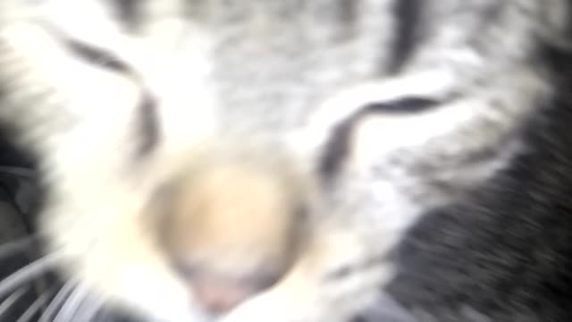 Cat Attack (Found Footage)