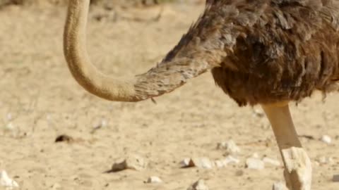 Ostrich chicks