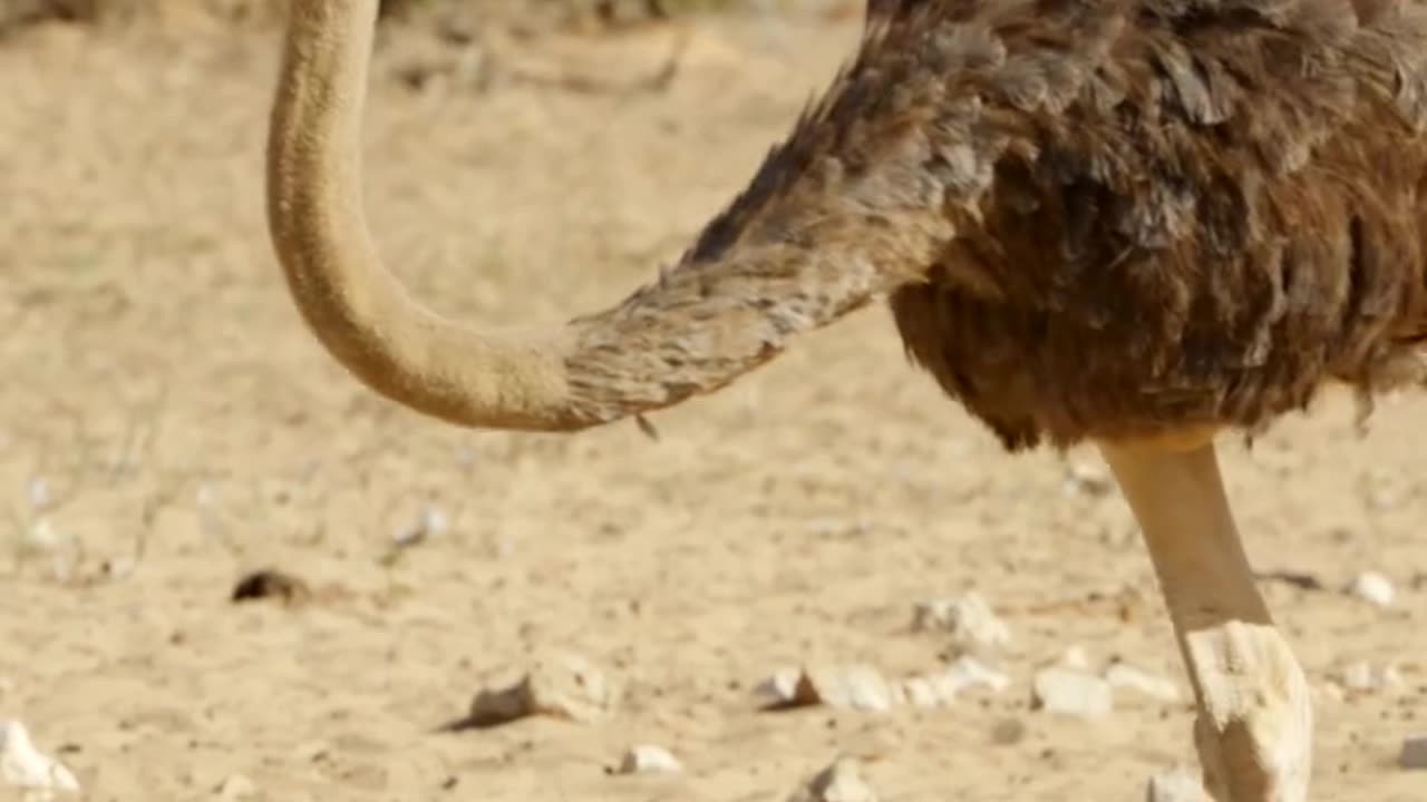 Ostrich chicks