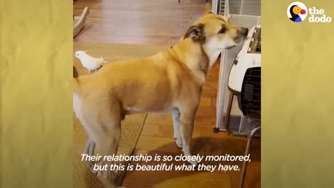 Bird Loves To Annoy His Dog Brother _ The Dodo Odd Couples