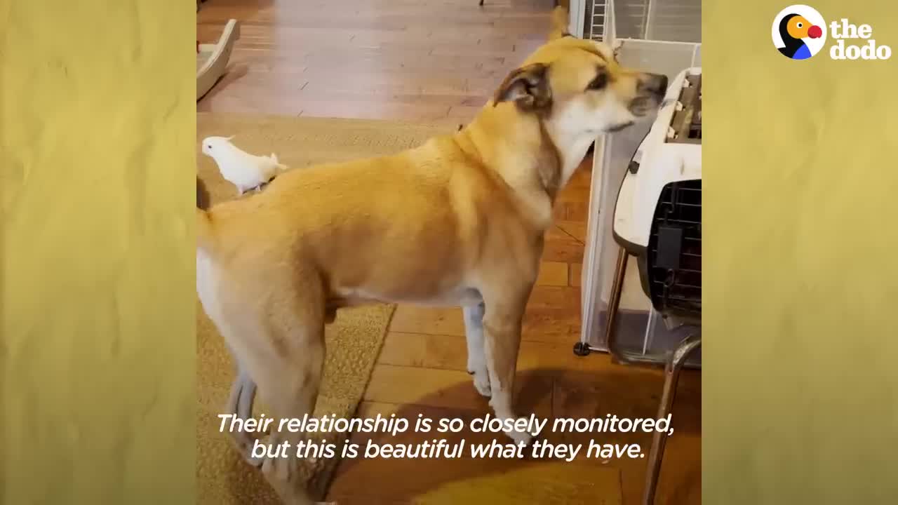Bird Loves To Annoy His Dog Brother _ The Dodo Odd Couples
