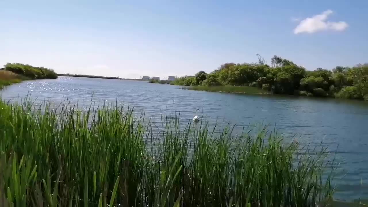 Rehoming a Cygnet at RSPB Dungeness 2019