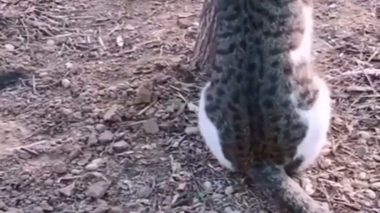 Very funny video for animals 😂