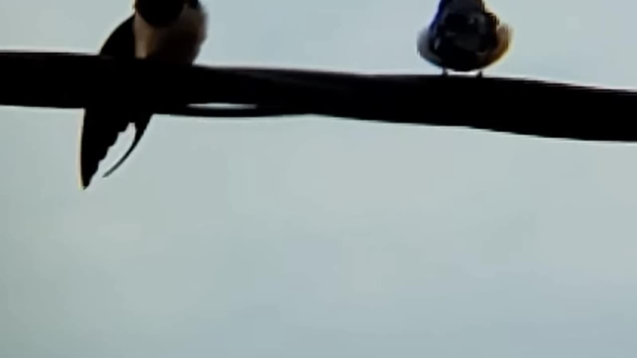 Birds in the spring
