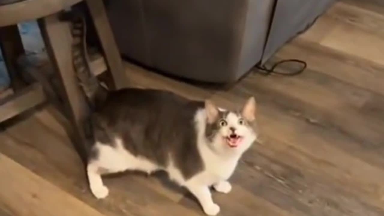 The cat really said "WHAT THE HELL"