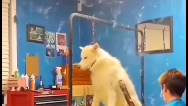 Is a dog shedding that bad?