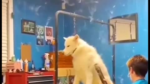 Is a dog shedding that bad?