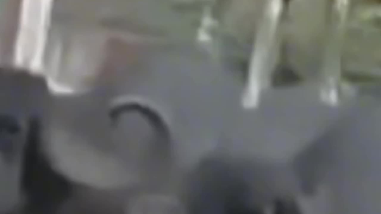 Dog video