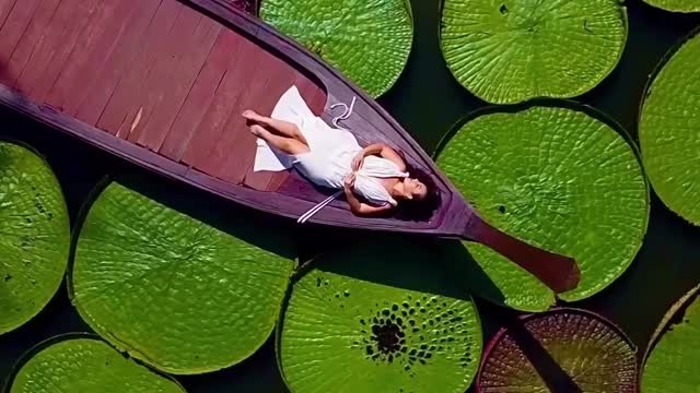 chereneo encounters a giant flowering plant species