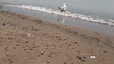 Seagulls at Port Stanley Beach