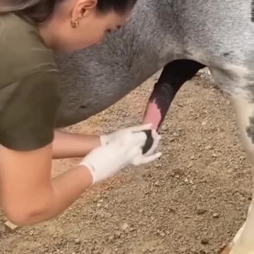 Horse rod cleaning