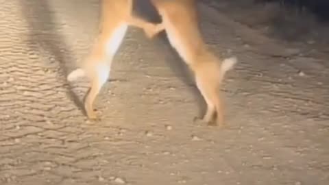 Funny Animal video and Cute Pets video
