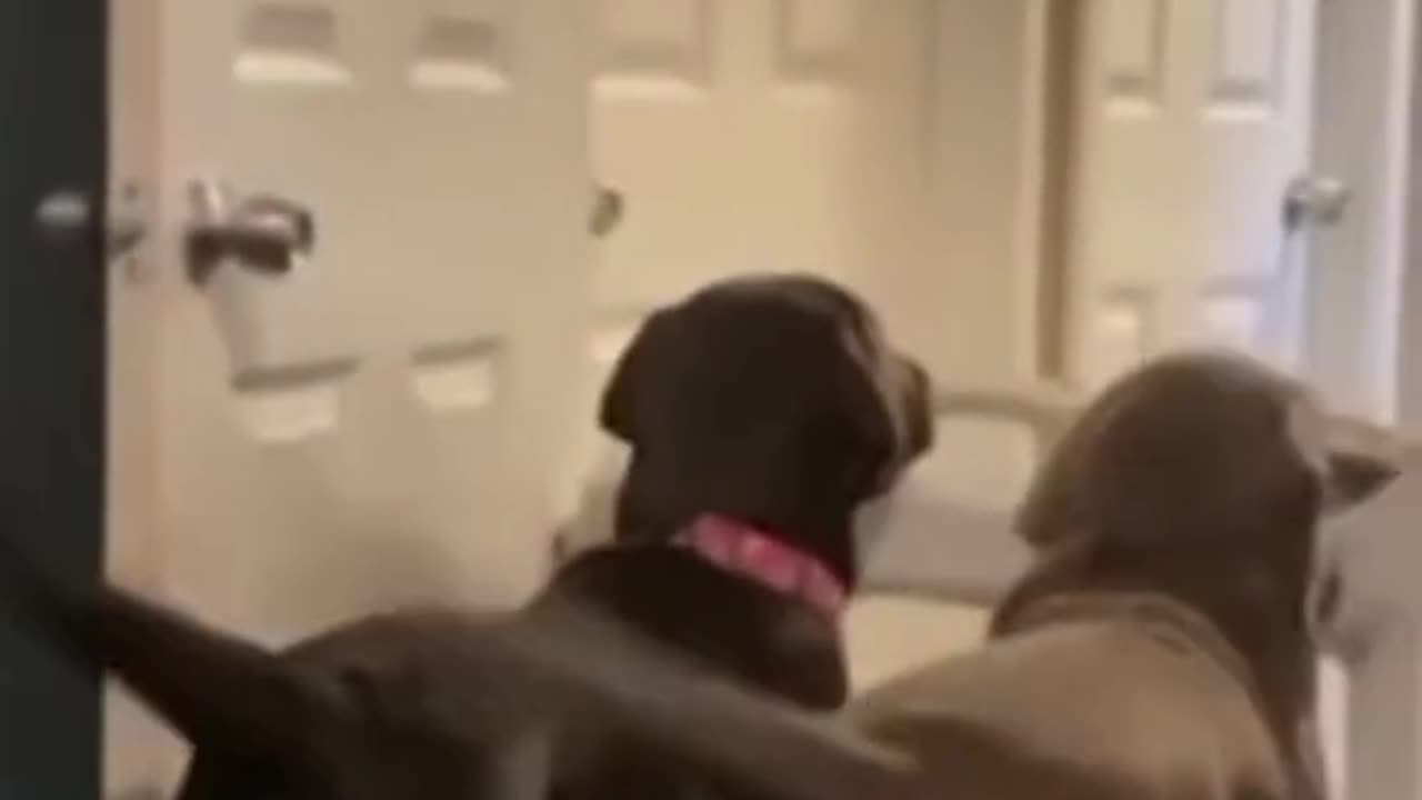 Try not to laugh memes videos funny compilation #35