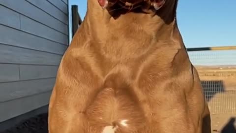 devil Pitbull dog