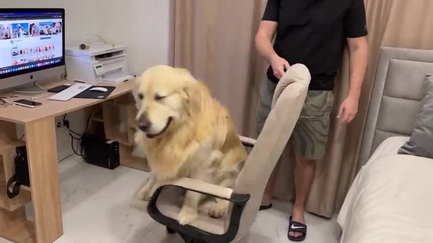 Golden Retriever Trying to Take Dad's Chair