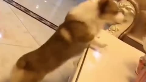 Funniest Cats 😹 #3