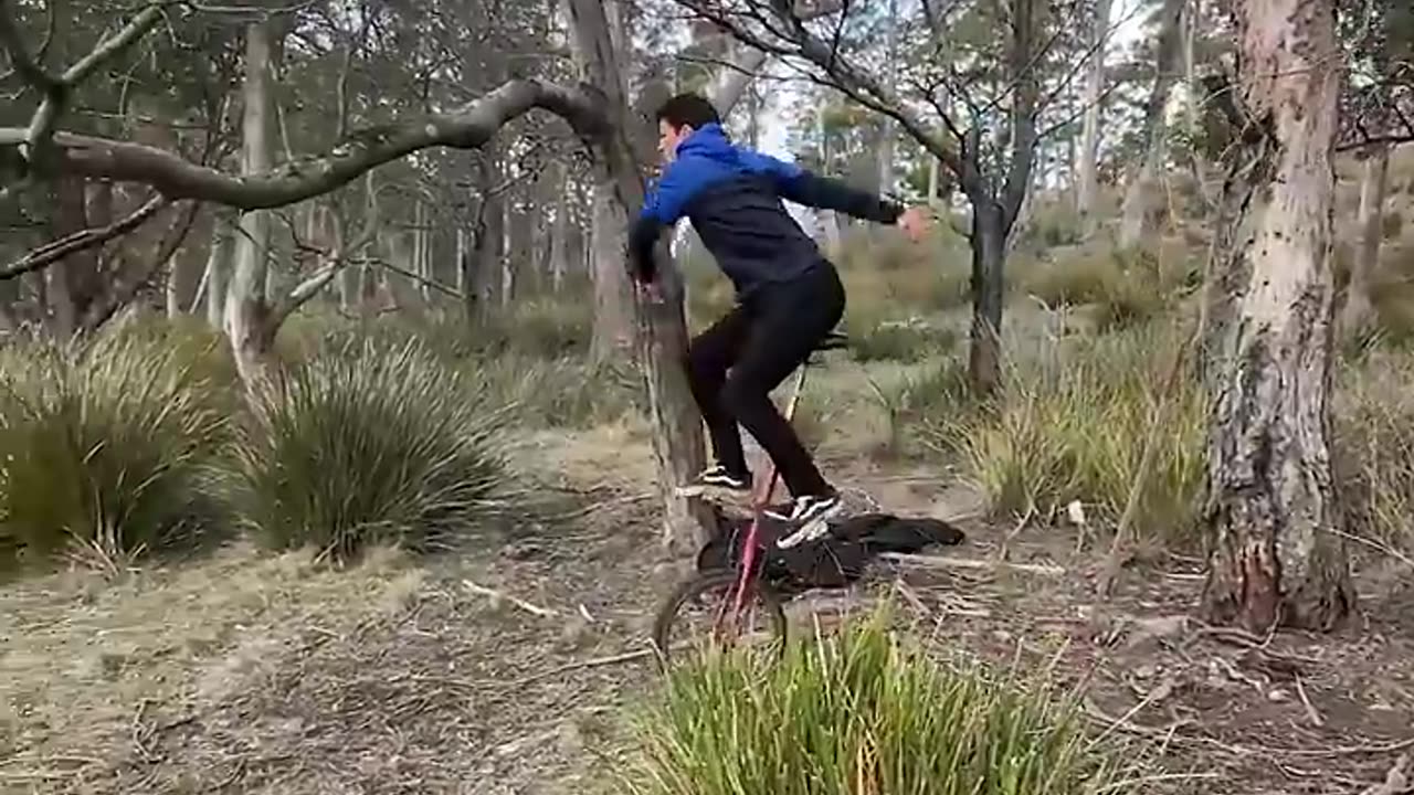 Different Animals ride Bikes