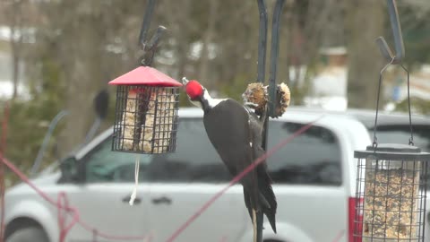 Pileated Woodpecker