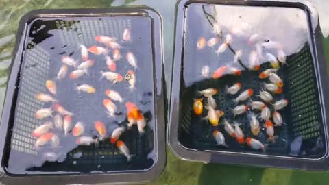 Best quality goldfish collection at goldfish farm-11