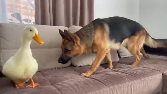 Funny German Shepherd Reaction to Duck