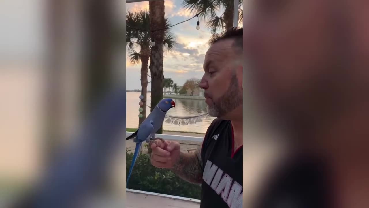 Blue parrot