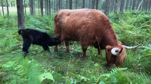 Second Highland Cattle Calf of 2022