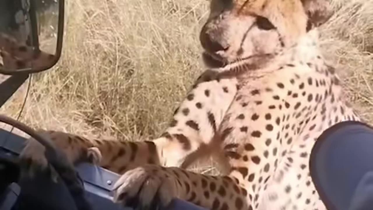 Does anyone speak cat language?