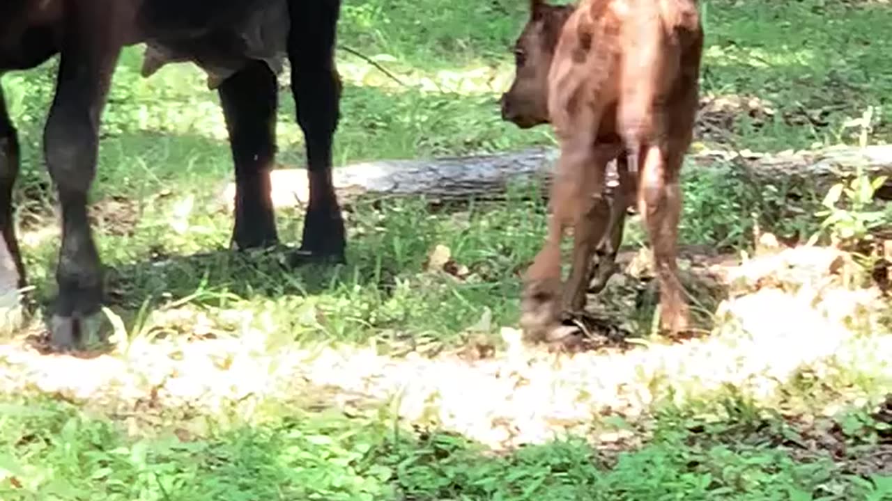 Calf 3 hours old learns how to keep his feet under him.