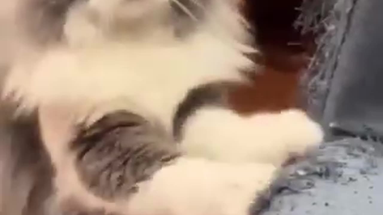 Dog videos 🐶🤩
