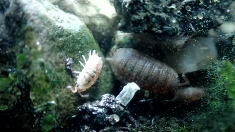 12 Year Old Terrarium - Life Inside a closed jar, Over a decade in isolation