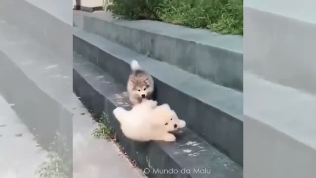 fluffy puppy falling down stairs