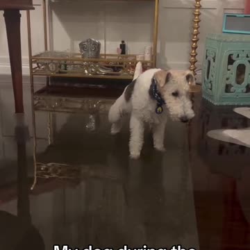 Dog Pees in House During Hurricane Flooding: Hilarious Clip
